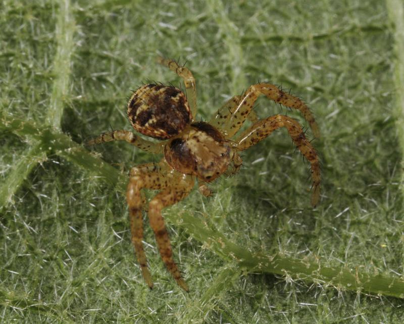 Xysticus_cristatus_D8184_Z_88_Bij afgraving_Nederland.jpg